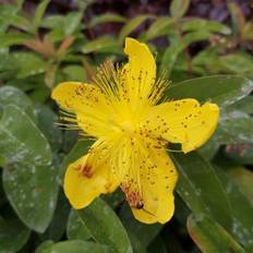 Perikon planter og frø Perikon - Hypericum calycinum