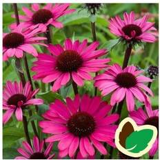 Rudbeckia ECHINACEA purpurea 'Summer Cloud'® Rudbeckia