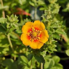 Potentilla Argyrophylla Staude