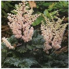 Træer & Buske ASTILBE crispa 'Perkeo' Astilbe Prydbusk