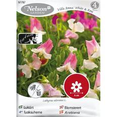 Puut ja Pensaat Nelson Garden Luktärt, Villa Roma White & Rose
