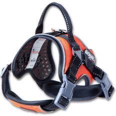 Dog Helios Orange 'Scorpion' Sporty High-Performance Free-Range