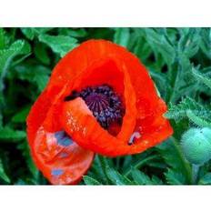 Prydbuske PAPAVER orient. 'Allegro' Kæmpevalmue