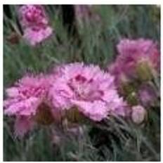 Prydbuske Fjernellike Maggie Dianthus plumarius Maggie Prydbusk