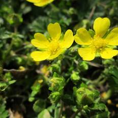 Potentilla planter Var Vårpotentil Potentilla neumanniana Prydbusk