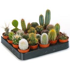 Graines de fleurs Very 20 Cactus Mix Live Plant