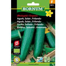 Hornum Frilandsgurka sallatsgurka 'Sonja' Grøntsagsfrø
