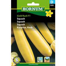 Hornum Grönsaksfröer Hornum Squash 'Gold Rush' F1