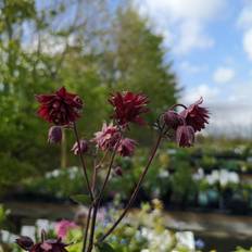Ruby port Akeleje Ruby Port Aquilegia vulgaris Grøntsagsfrø