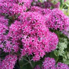 Sedum SEDUM telephium 'Carl' Sankthansurt Blomsterfrø