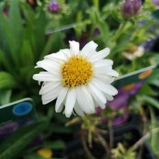 Alpeasters Albus Aster alpinus