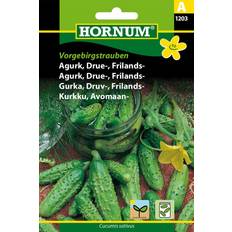 Agurk plante Hornum Agurk, Drue-, Frilands-, Vorgebirgs. Grøntsagsfrø