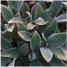 Krukker, Planter & Dyrkning Lammeøre Silver Carpet Plantekasse