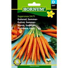 Hornum Gulerod, Sommer-, Sugarsnax F1 Grøntsagsfrø