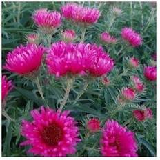 Krukker, Planter & Dyrkning ASTER novae angliae 'Alma Pötschke' Blomsterfrø