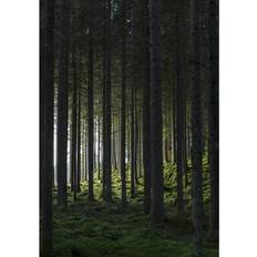 Venture Home Plakat Woods Plakat 50x70cm