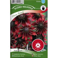 Solhat frø Nelson Garden Sommarrudbeckia 'Cherry Brandy' frö