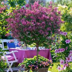 Trees & Shrubs Very YouGarden Pair of Syringa 'Palibin' Trees