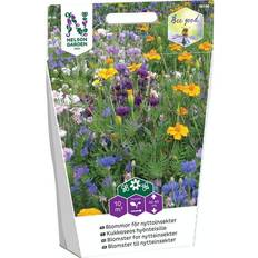 Nelson Garden Blomster til nytteinsekter Blomsterfrø