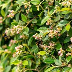 Träd & Buskar Häckoxbär Cotoneaster lucidus 60-100cm 5-pack