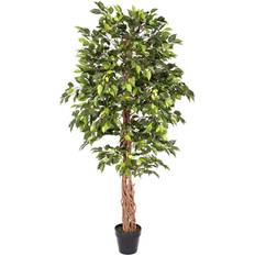 Homescapes Artificial Ficus Tree with Twisted Real Wood Trunk, 6 Artificial Plant