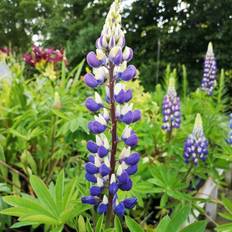 Lupin Lupin Kastellan