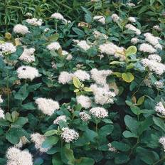 Björkspirea Björkspirea Spirea Betulifolia