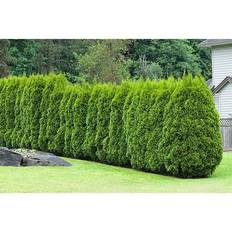 Thuja Tuja Thuja occidentalis 'Brabant' 100-pack