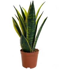 Very Sansevieria Golden Flame Artificial Plant