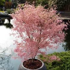 Very YouGarden Acer Palmatum 'Taylor'