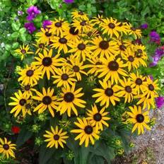 Solhat Little Gold Star Rudbeckia hybrid Little