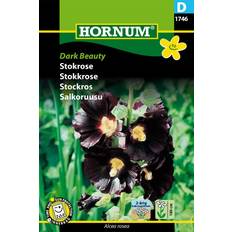 Stockros Hornum Stockros 'Dark Beauty' frö