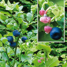Blåbær planter Almindelig dansk blåbær Blomsterfrø