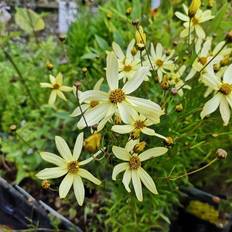 Coreopsis Verticillata 'Moonbeam' Staude