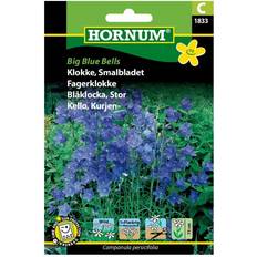 Klokke Hornum Smalbladet Klokke frø, Big Blomsterfrø
