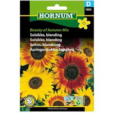 Solsikke frø Hornum Solsikke frø, of Autumn Mix Blomsterfrø