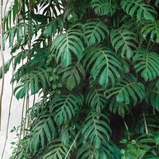 Wallpapers Living Walls Tapet The Wall 38241-1