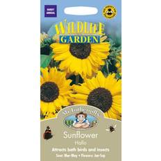 Seeds Mr Fothergills Seeds Ltd Sunflower 'Hello'