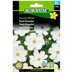 Krukker, Planter & Dyrkning Hornum Stolt Kavaler frø Sonata Blomsterfrø