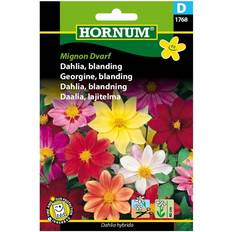 Dahlia frø Hornum Dahlia Frø Blanding Mignon Blomsterfrø