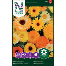Nelson Garden Morgenfrue, Have, bl. Big Pack Blomsterfrø
