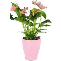 Le-mieux-noté Plantes Very Anthurium Houseplants 13Cm