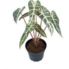 Alocasia
