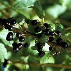 Prydbuske Solbærbusk Polar Ribes nigrum Polar Prydbusk