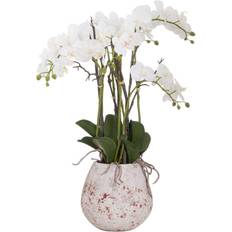 Hill Interiors Large Stone Potted Orchid Roots