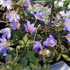 Anemone Nemorosa Robinsoniana Staude