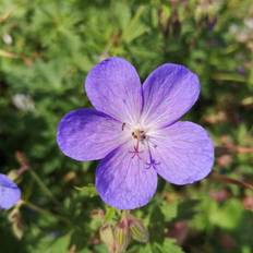 GERANIUM himalayense 'Johnsons Blue' Storkenæb Staude