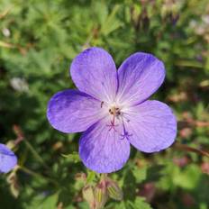 Storkenæb planter GERANIUM himalayense 'Johnsons Blue' Storkenæb