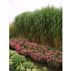 Elefantgræs MISCANTHUS floridulusgiganteus Stor Elefantgræs Staude