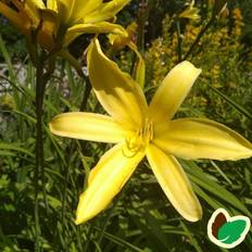 HEMEROCALLIS h. 'Vespers' Daglilje